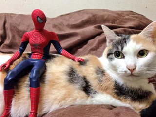Illustration for article titled Spider-Man Shows His Sensitive Side with Cats